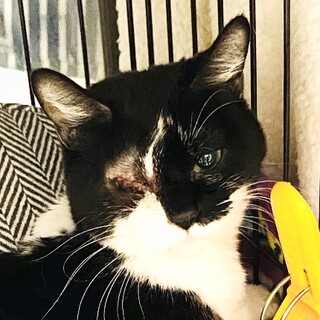 片目の可愛い黒白女の子❤多頭崩壊