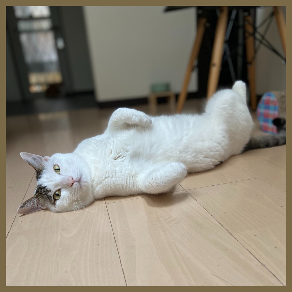 武夫のカバー写真