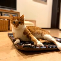 蘭子