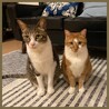 ☆とめ☆