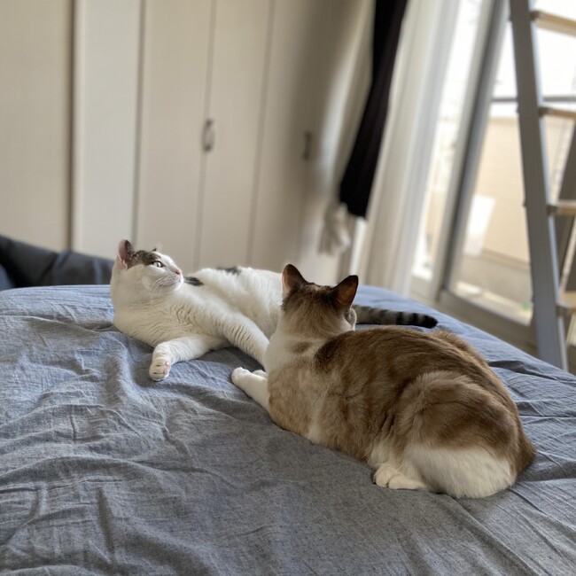 ☆とめ☆のカバー写真