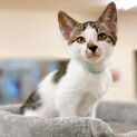 【動画】ハート模様が可愛い子猫ちゃん・男の子♂