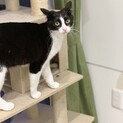 黒白猫ちゃん♬︎