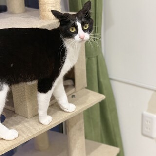 黒白猫ちゃん♬︎