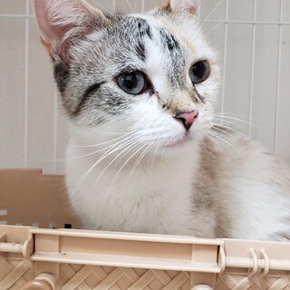 シャムMIX＋パステル三毛の超美形ルナちゃん