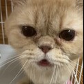 交渉中
