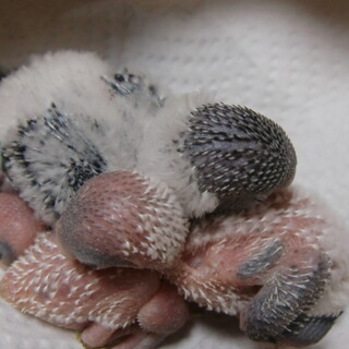 交渉中につき、一時停止します。セキセイインコの雛　