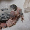 交渉中につき、一時停止します。セキセイインコの雛　 サムネイル2