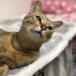 【代理投稿】捨て猫さんをもう一度お家に入れたい！