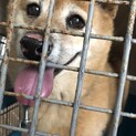 雑種犬