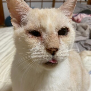 クリーム色のぽってりボディ　デラックスなマツコ♂