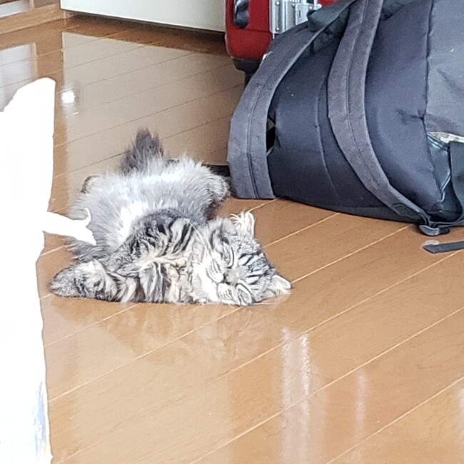 クァヅヲのカバー写真