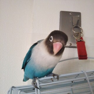 ブルーボタンインコ