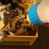 【募集一時停止中】キジトラ子猫の里親募集です。 サムネイル4