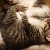 【募集一時停止中】キジトラ子猫の里親募集です。 サムネイル3