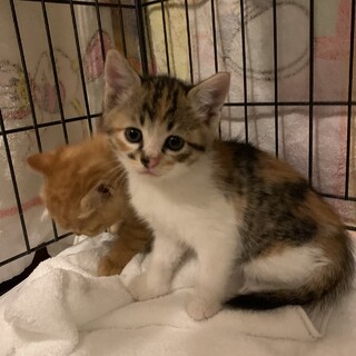 トライアル決定！わんぱく５兄弟の三毛ちゃん♡