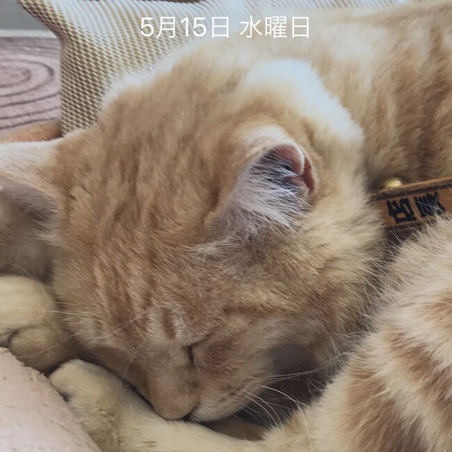 あやくみ5721のカバー写真