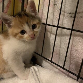 トライアル決定！わんぱく５兄弟の三毛ちゃん♡