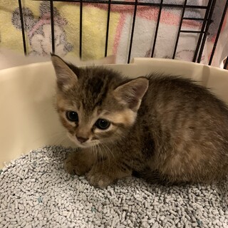 トライアル決定！わんぱく５兄弟のキジちゃん♡