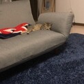保護猫の姉妹2匹です。