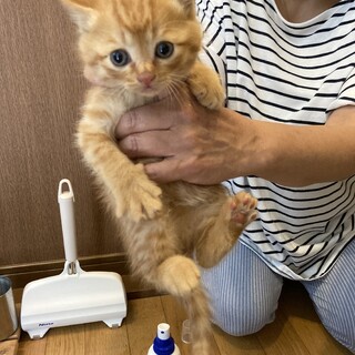 トライアル決定！わんぱく５兄弟の茶トラくん♡