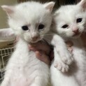 4.20生まれの子猫