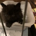 お見合い予定！モフモフ長毛黒猫ちゃん♡