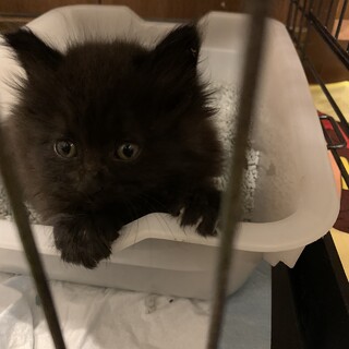 お見合い予定！モフモフ長毛黒猫ちゃん♡