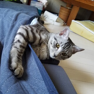 人懐っこいオスの猫！！撫でられるのが大好