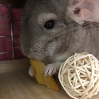 一旦、募集を締め切らせていただきます！