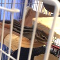 1歳4ヶ月のシマリス2匹♂♀ペア