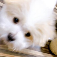 款