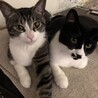 こんぺいとう＊