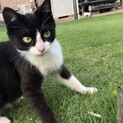 テニスボールで遊ぶのが大好きな子猫です。