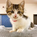 【動画】まだ募集中です！ふんわり優しい子猫ちゃん