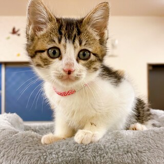 【動画】まだ募集中です！ふんわり優しい子猫ちゃん