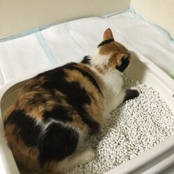 にゃんものうんも
