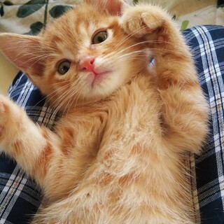 （仮名）ぽよ君2ヶ月