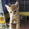 （仮名）ぴよ君2ヶ月
