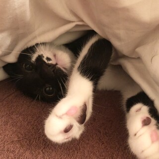 チュパ王❗️甘えん坊です！