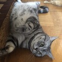 4歳のぽちゃアメショ猫ちゃんです！