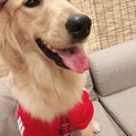 ゴールデンレトリバー2歳