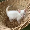 ゆず