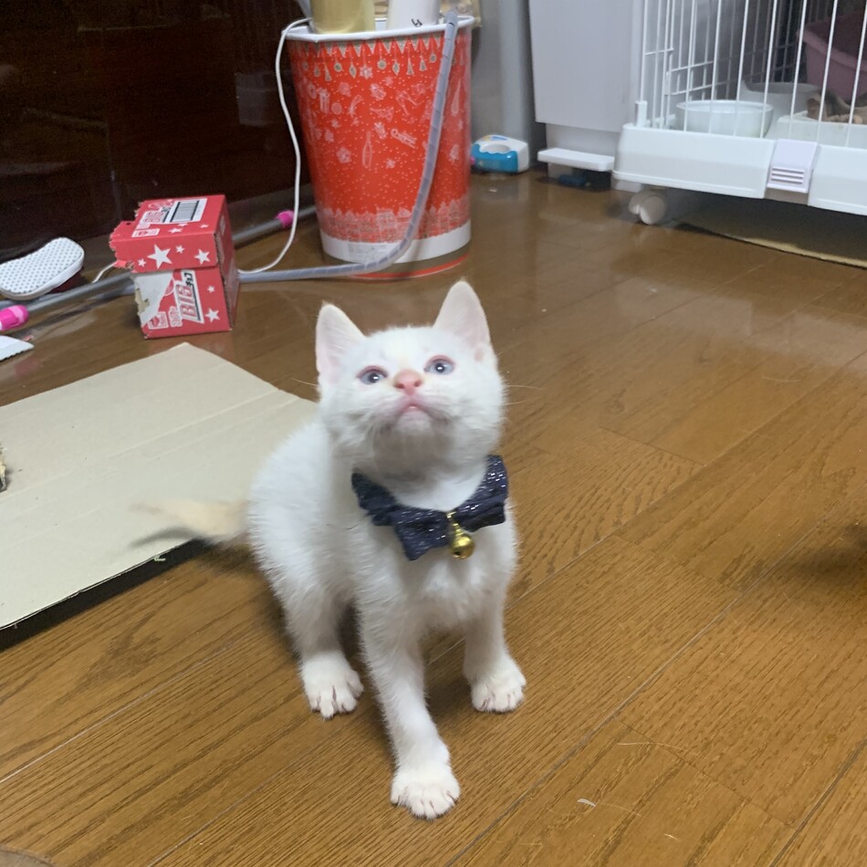 ゆずのカバー写真