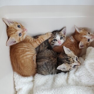 【募集停止】4匹の可愛い子猫