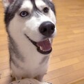 シベリアンハスキー2歳