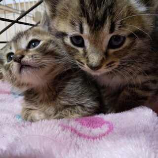 美きじ子猫兄弟