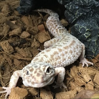 ヒョウモントカゲモドキ　アプター♂