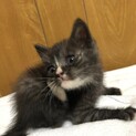 捨て猫保護
