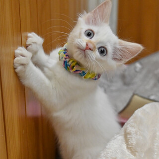 ブルーアイ＆レッドポイントの女の子、生後2ヶ月